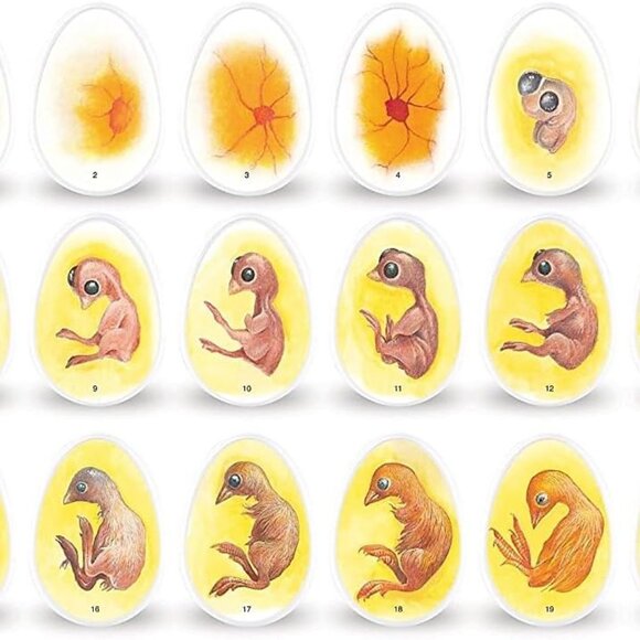 Learning Resources Chick Life Cycle Exploration Set Educational Science Kit NIB - Picture 6 of 11